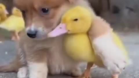 Duck and dog puppy emotional