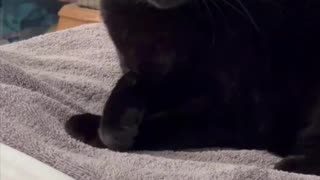 Adopting a Cat from a Shelter Vlog - Cute Precious Piper Like To Keep Her Little Paws Clean #shorts