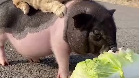 funny animals videos