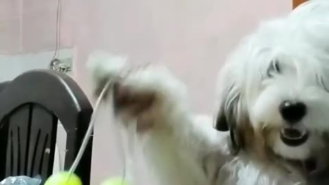 DOG PLAY clackers