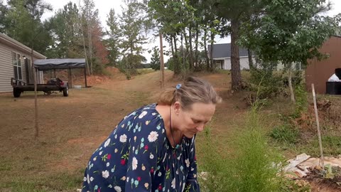 Basil Harvesting