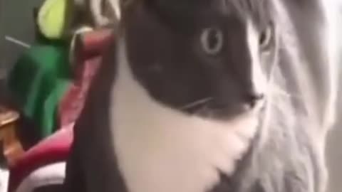 CAT jealous of owners new friend – Just check out that look he gives the owner Funny reaction LOL