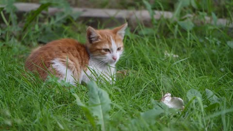 MY CAT FINDING FOOD||PETSAVIARY