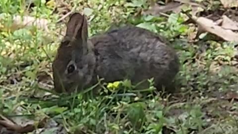 Baby Bunny 1