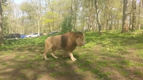Lion getting a little too close to the car at Longleat Safari Park!