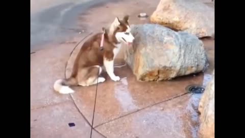 Unbelievable 😻: Cutest Animal Video Ever! 🤣