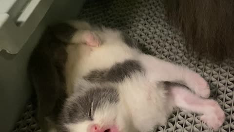 Cat sleeping/ Wie süß 😍