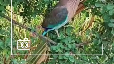 Indian roller bird