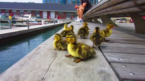Help the little ducks to jump behind his parents