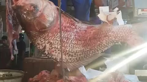 52kg fish cutting...