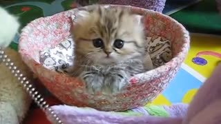 India, The Most Adorable Kitten Loves To Play With Her Owner
