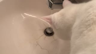 Spoiled Cat Drinks From Sink