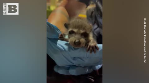 Baby Raccoon Found in Drug Suspect's Backpack in Florida