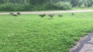 Walking with geese!