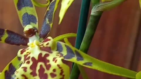 Orquídea aranha 🕷 🕷 🕷 🕷