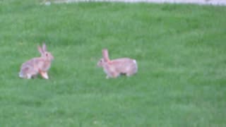 Rabbits Playing In The Yard