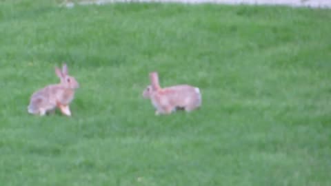 Rabbits Playing In The Yard