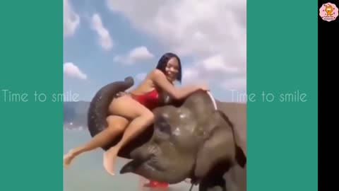 Funny animals video funny Elephant 🐘 Video best 2024