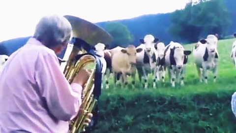 Animals are listening to music