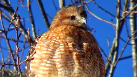 Red-shouldered hawk