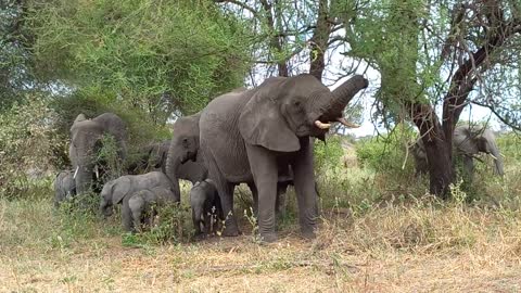 ELEPHANT at Tarangire with twins by SHAMALE EXPEDITIONS