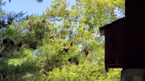 Last Chickadee Baby Fledging Nest Box