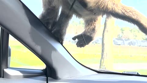 Baboon Eats His Ride