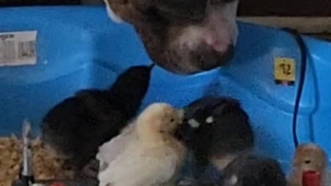 DOG ADOPTED BABY CHICKENS AFTER MOM DIED
