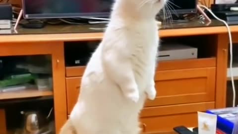 This cat will make your day too funny 🤣😂