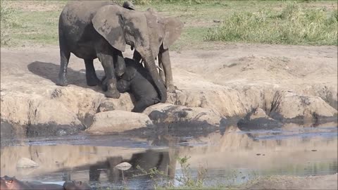 Elephant mother rescues her baby from mud wallow (mirrored)