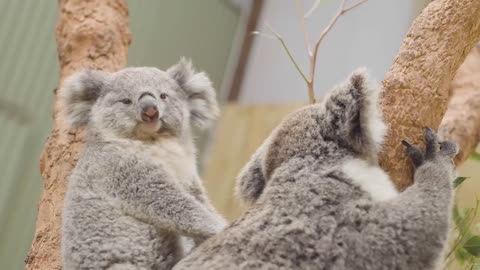 This baby Koala just loves cuddling