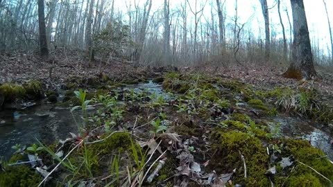 Spring babbling brook