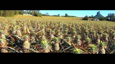 Delicious pineapple grown up