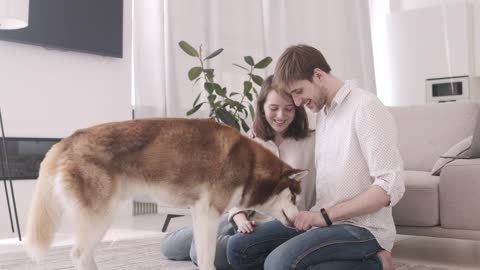 Smart Beautiful Husky Very Special Dog Plays with A Couple ( it will melt your heart)