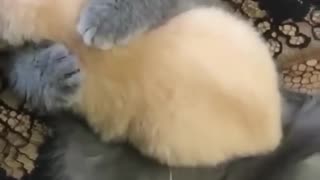 Beautiful and Funny cat moment