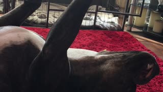 Cute staffy reaching for the stars in her sleep.