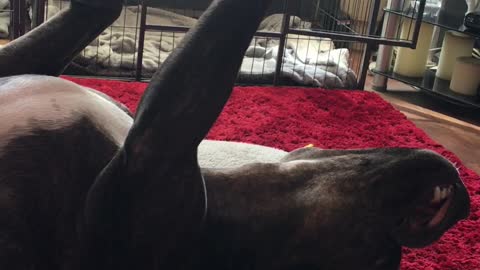 Cute staffy reaching for the stars in her sleep.