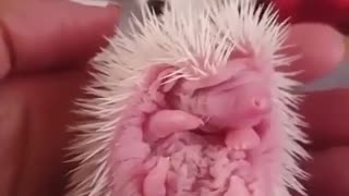 Small animal hedgehog sound