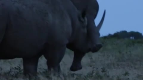 Rhino fight another rhina