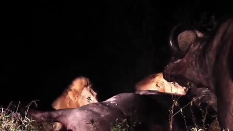 Fierce battle between the lions and the buffalo/animal planet national geographic/lions/zoo
