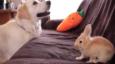 Funny Dog Bailey and Cute Rabbit Sam are Best Friends