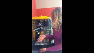 Bird taming tips