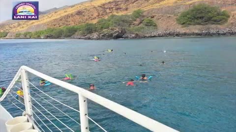 -Maui Humpback Whales Breaching-