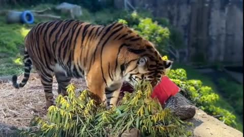 Real Life of Sumatran Tiger Leanne so excited in Lunar New Year