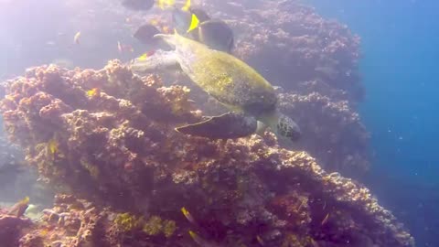 Scuba diver comes face to face with gigantic sea turtle