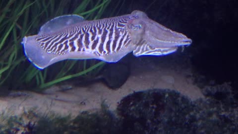 Common Cuttlefish, Lisbon Oceanarium