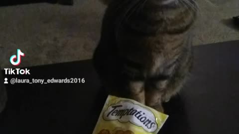 Uno playing her treat game