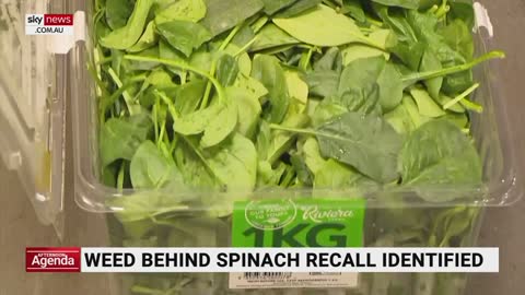 Weed behind spinach recall identified as ‘thornapple’