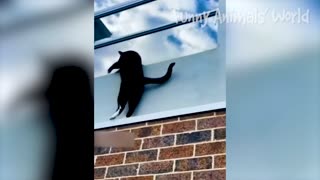 funniest cats and dog videos - best funniest animal videos 2022