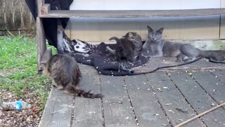 Family in the early evening